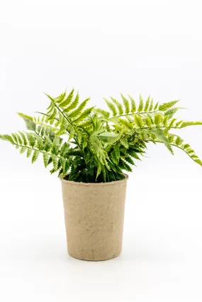 Paper Pot Fern